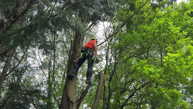 How Our Tree Care Process Works  in Congers, NY